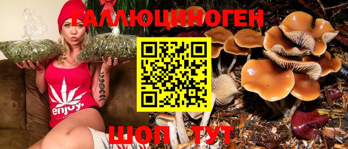 Галлюциногенные грибы Psilocybine cubensis Ялуторовск